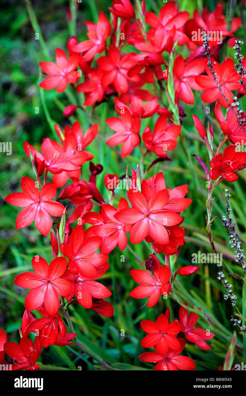 schizostylis coccinea mrs hegarty red kaffir lily lilies red flower flowers bloom blossom soft selective focus Stock Photo