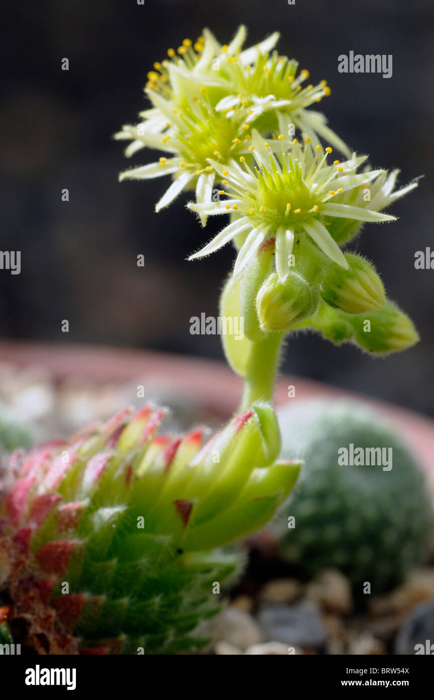 Sempervivum Arachnoideum cobweb houseleek flower plant alpine succulent Stock Photo