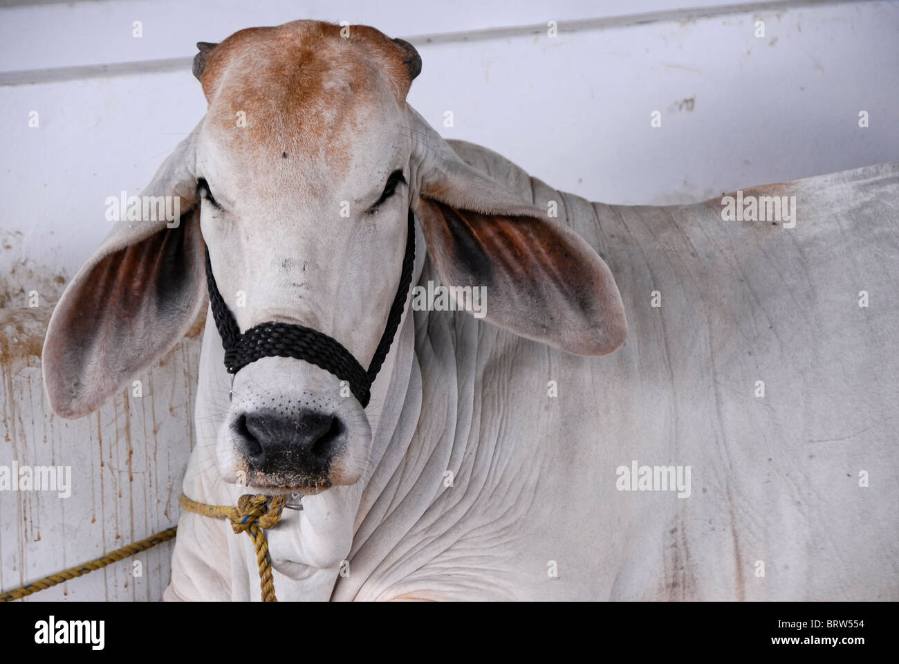 Xmatkuil, Yucatan / Mexico November 12 Zebu bulls shown during the