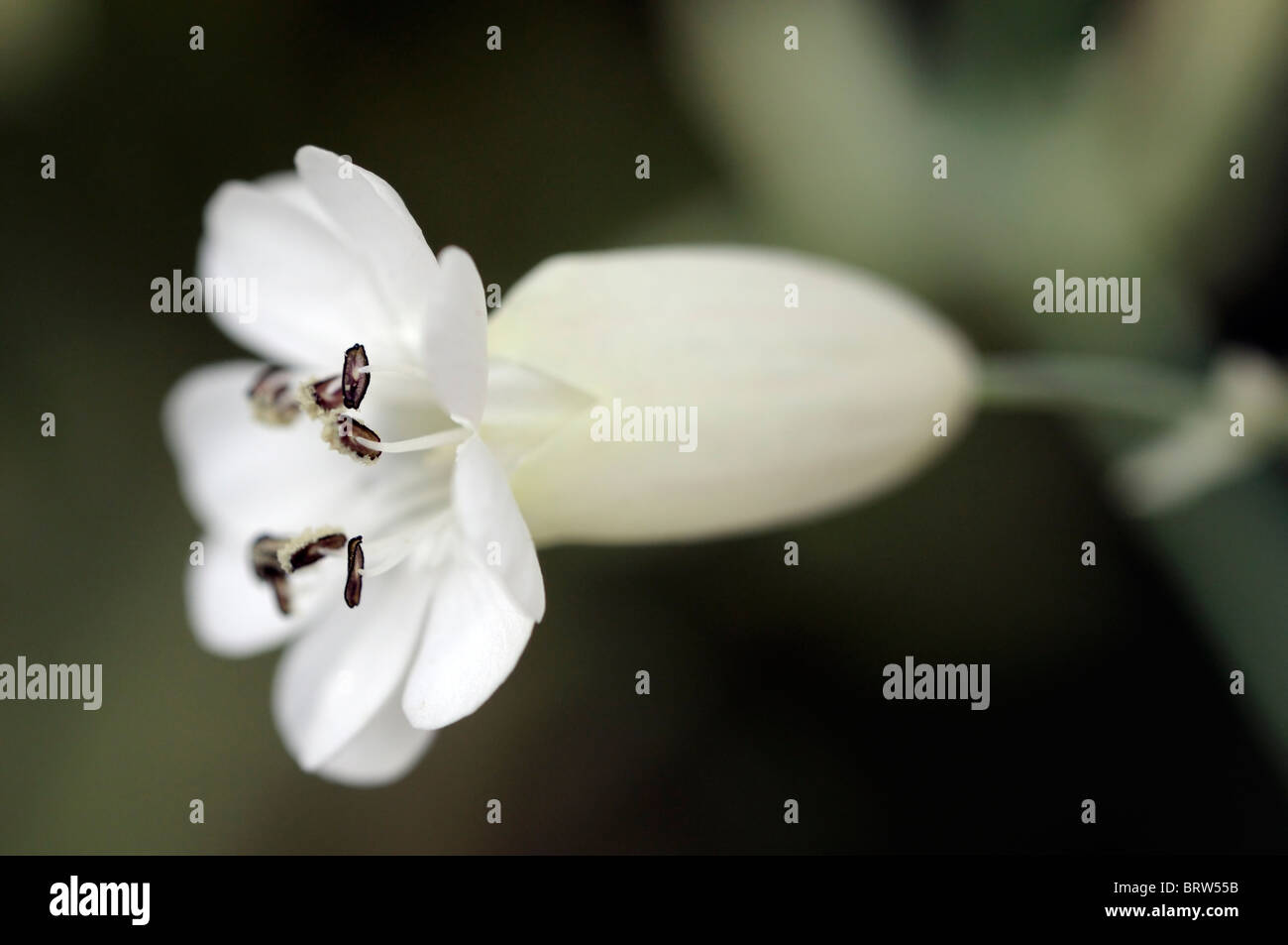 Silene uniflora Druitt's variegated white flower bloom blossom sea cliff plant Stock Photo