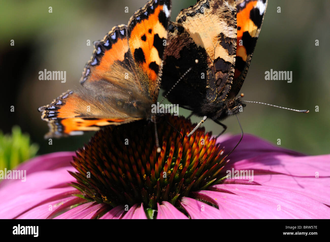 Small Tortoiseshell butterfly Aglais urticae feeding feed drink drinking nectar from echinacea purpurea flower two pair Stock Photo