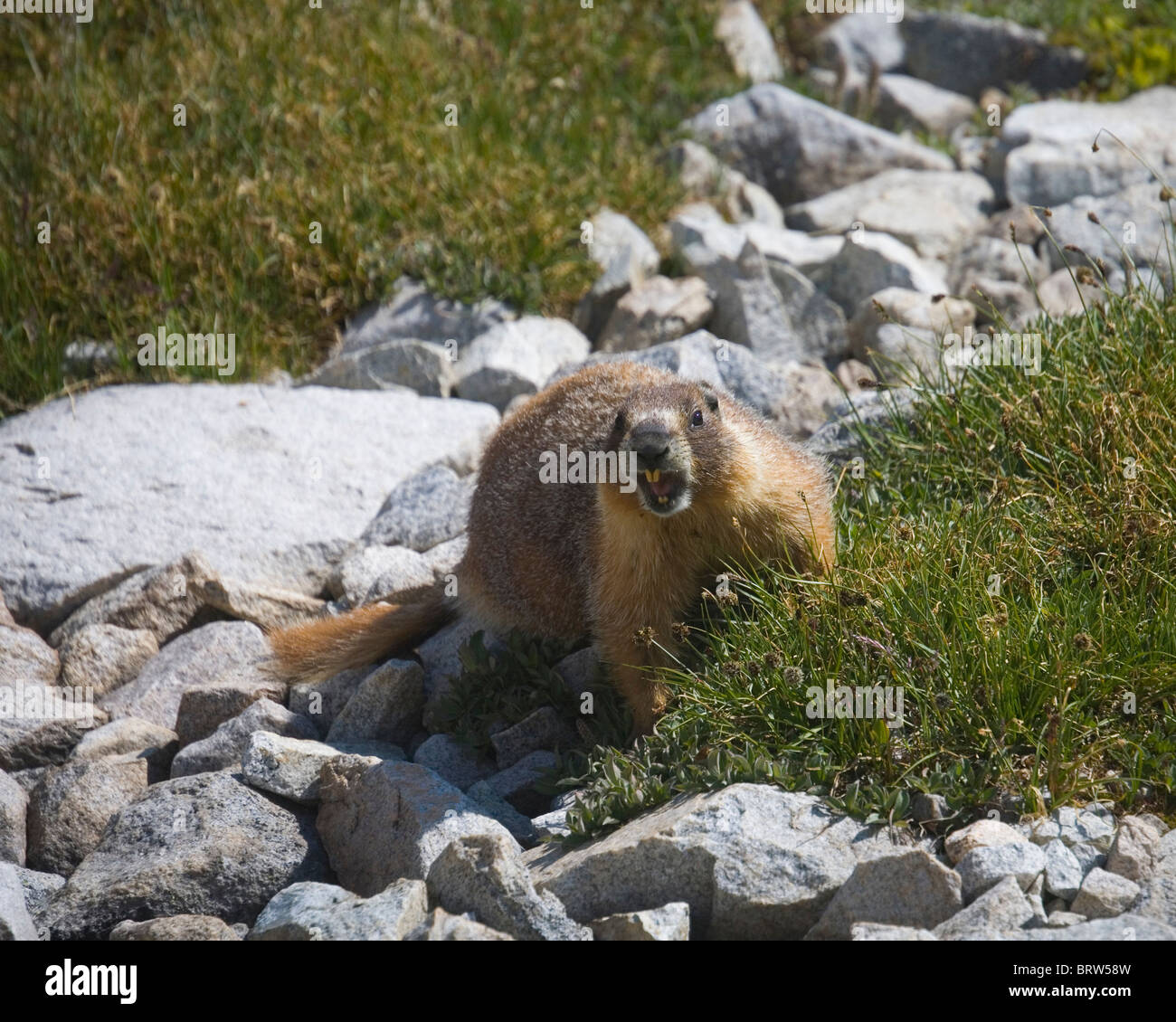 Marmot,  Sierra Mountains, California. Stock Photo
