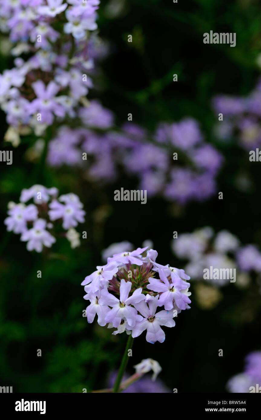 Verbena Sterling Star tender perennial light lavender-blue flowers spreading-trailing stems deeply cut foliage Stock Photo