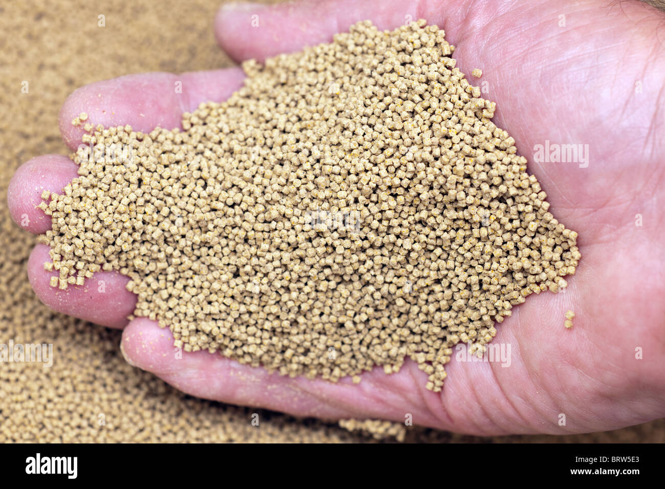 Handfull of 1mm fishmeal trout pellets Stock Photo - Alamy