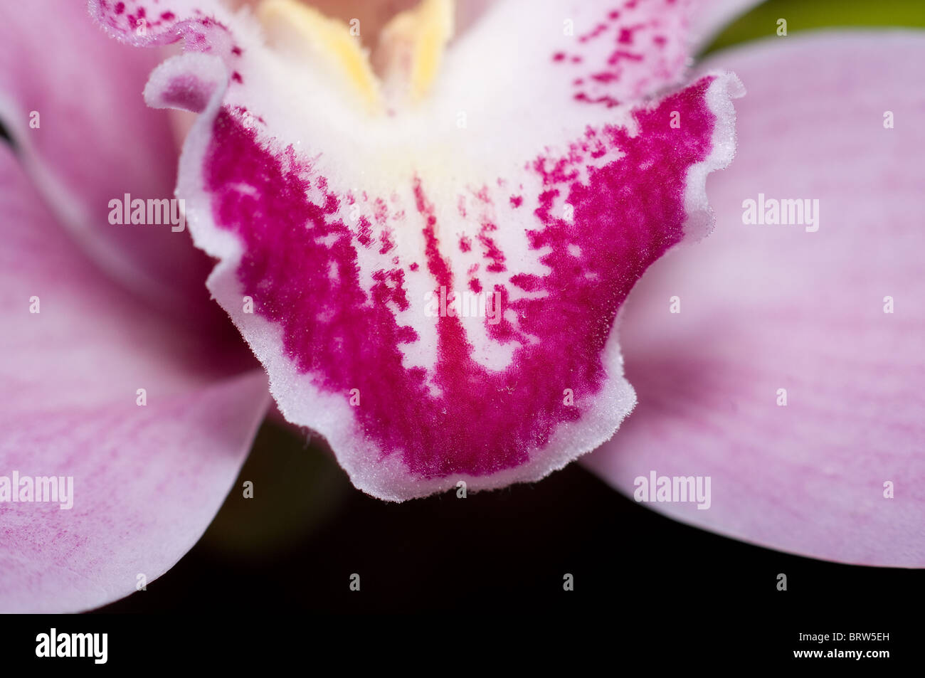 Detail of a Cymbidium sp. Orchid Stock Photo