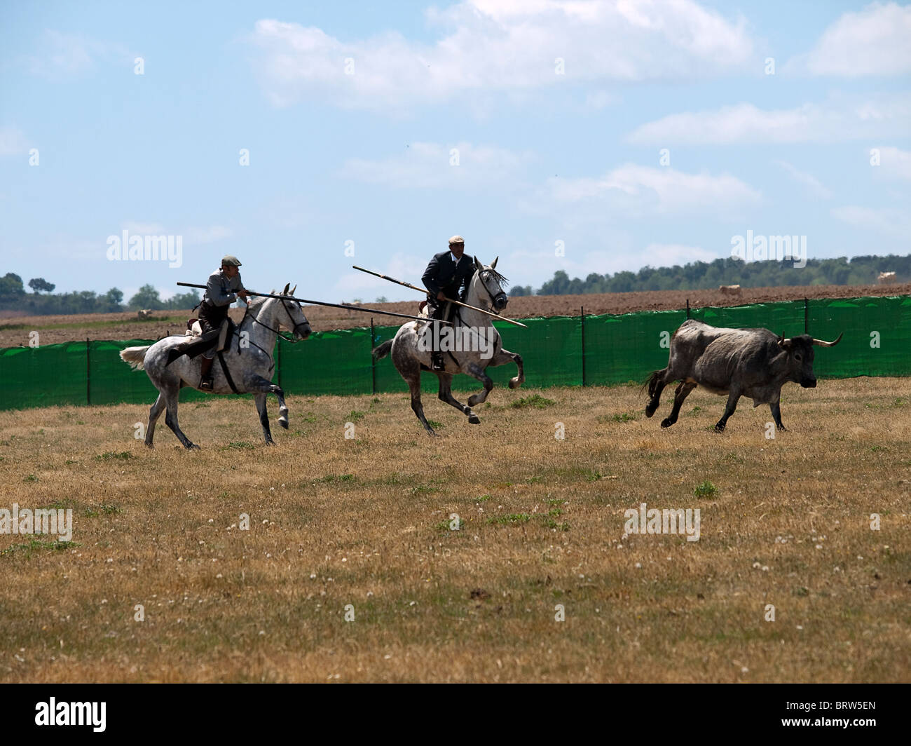 Chasing the bull at an 'Acoso y derribo' event Stock Photo