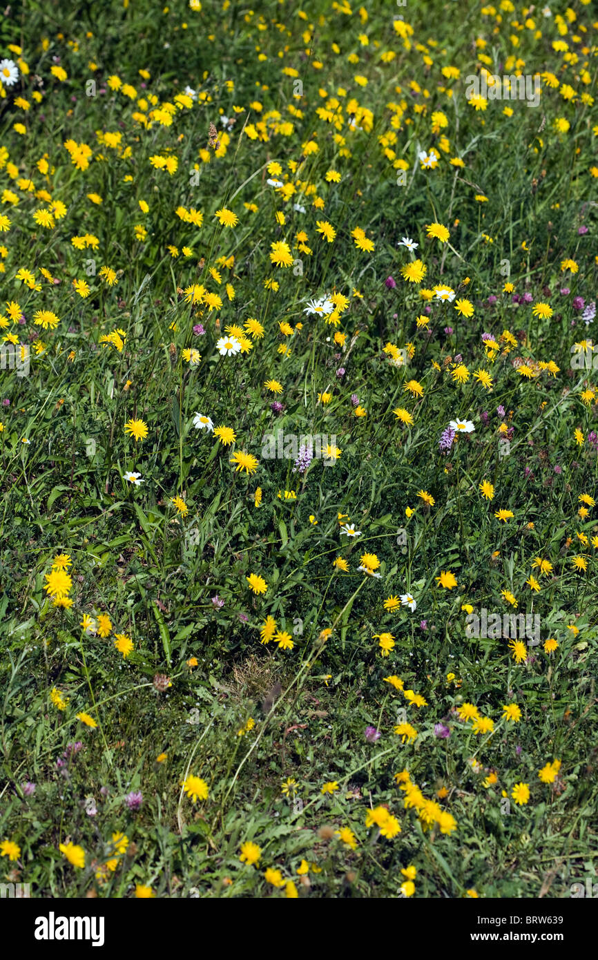 Meadow flowers including Rough Hawksbeard Ox-eye daisy and Common Spotted Orchid Millers Dale Derbyshire England Stock Photo