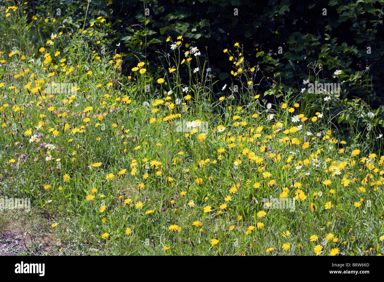 Meadow flowers including Rough Hawksbeard Ox-eye daisy  Millers Dale Derbyshire England Stock Photo