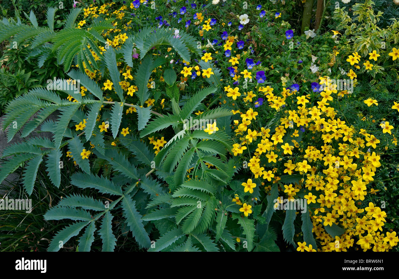 Flowers in an English country garden border Stock Photo - Alamy