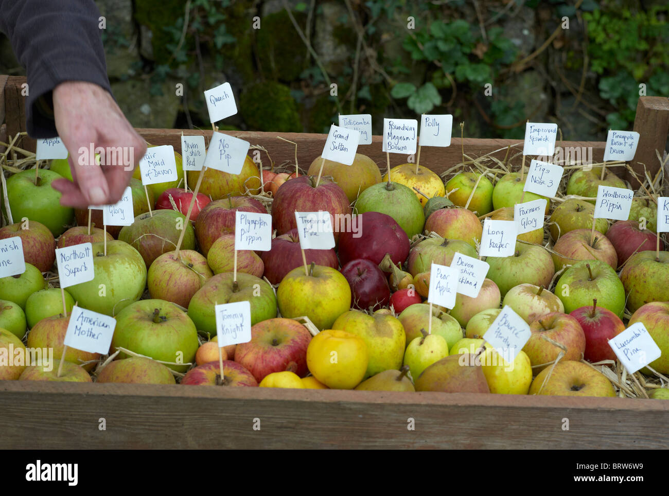 Labeled varieties of apples in a box show the diversity of apples grown in the UK Stock Photo