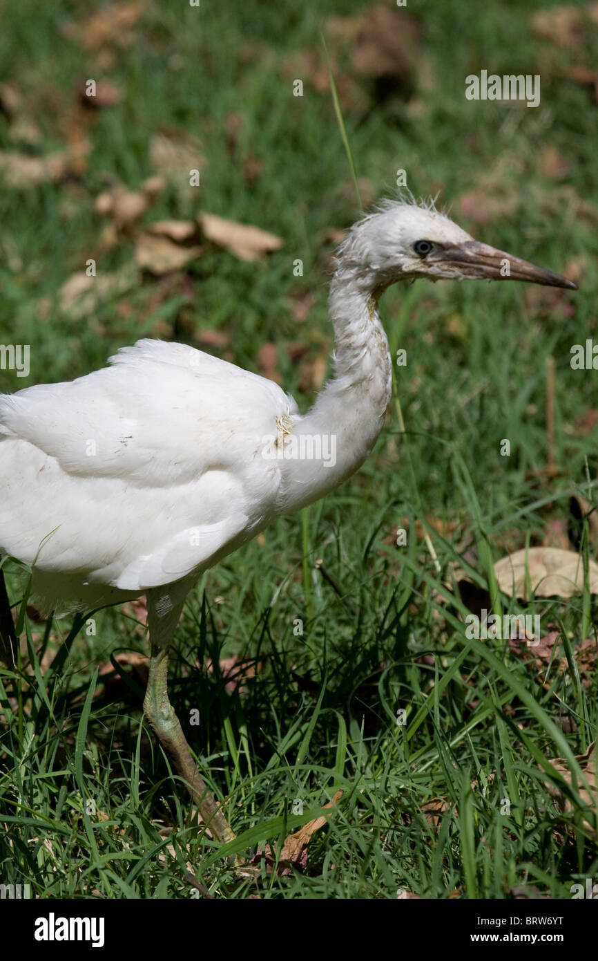 Egret Baby Egret Bird Water Bird White Animals In The Wild Aviary ...