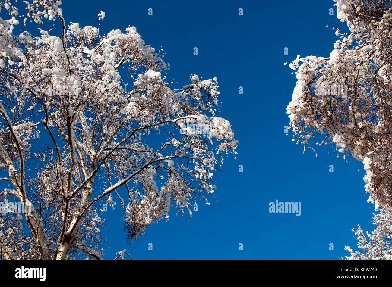 Snow on Trees with Blue Sky Stock Photo