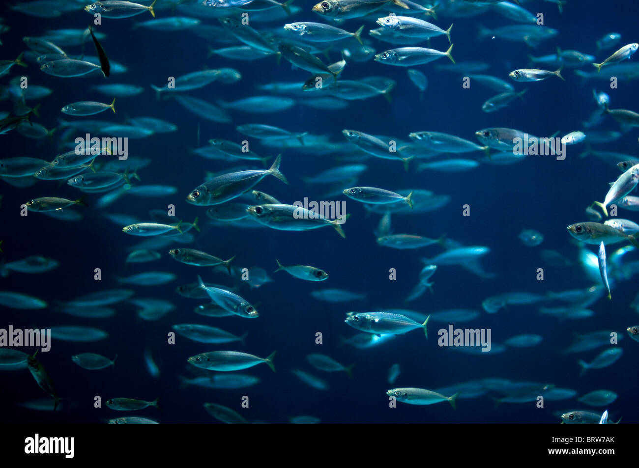 School of fish, sardines (Sardina pilchardus) Stock Photo