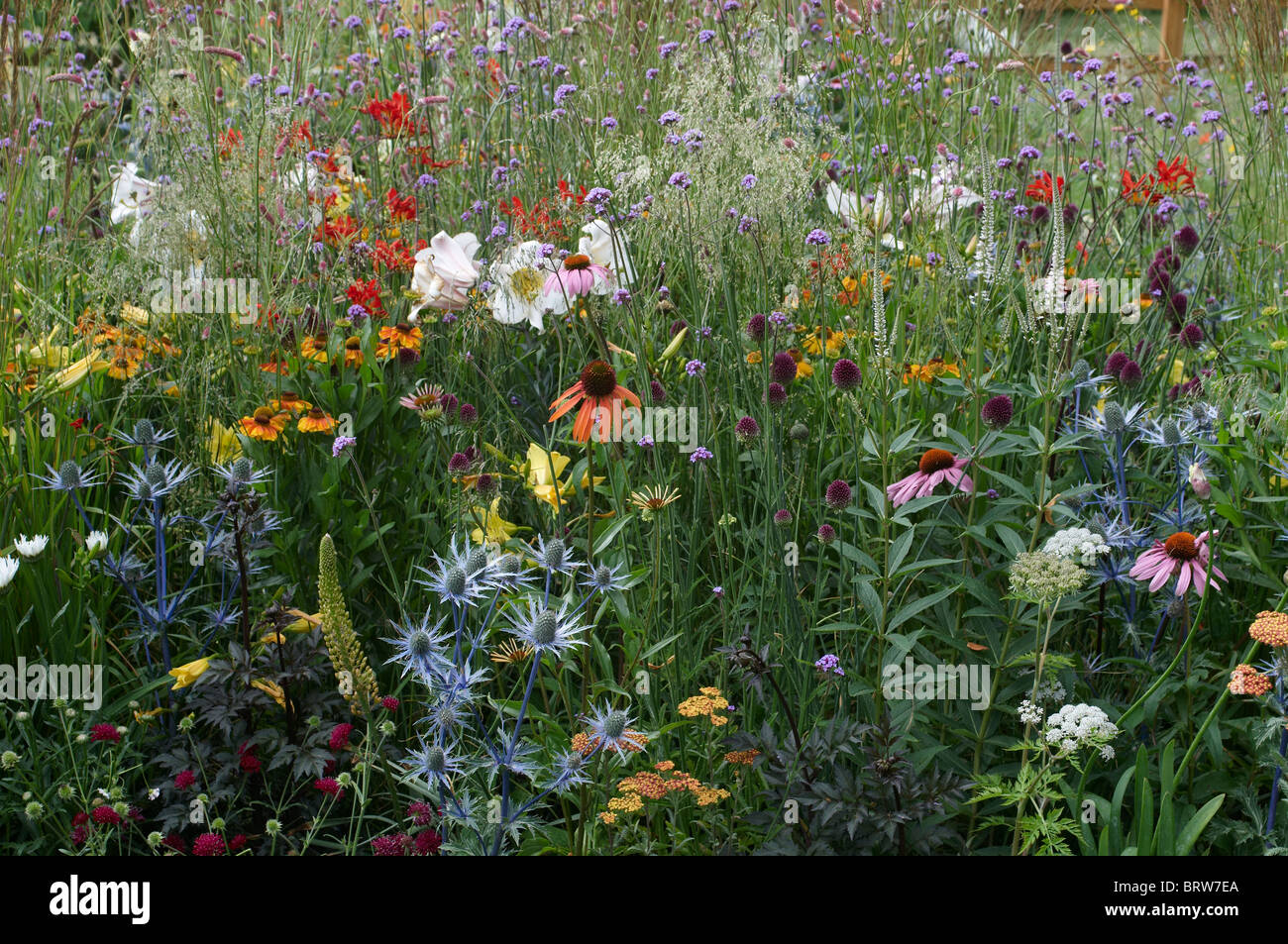 A colourful meadow of wild and cultivated flowers Stock Photo Alamy
