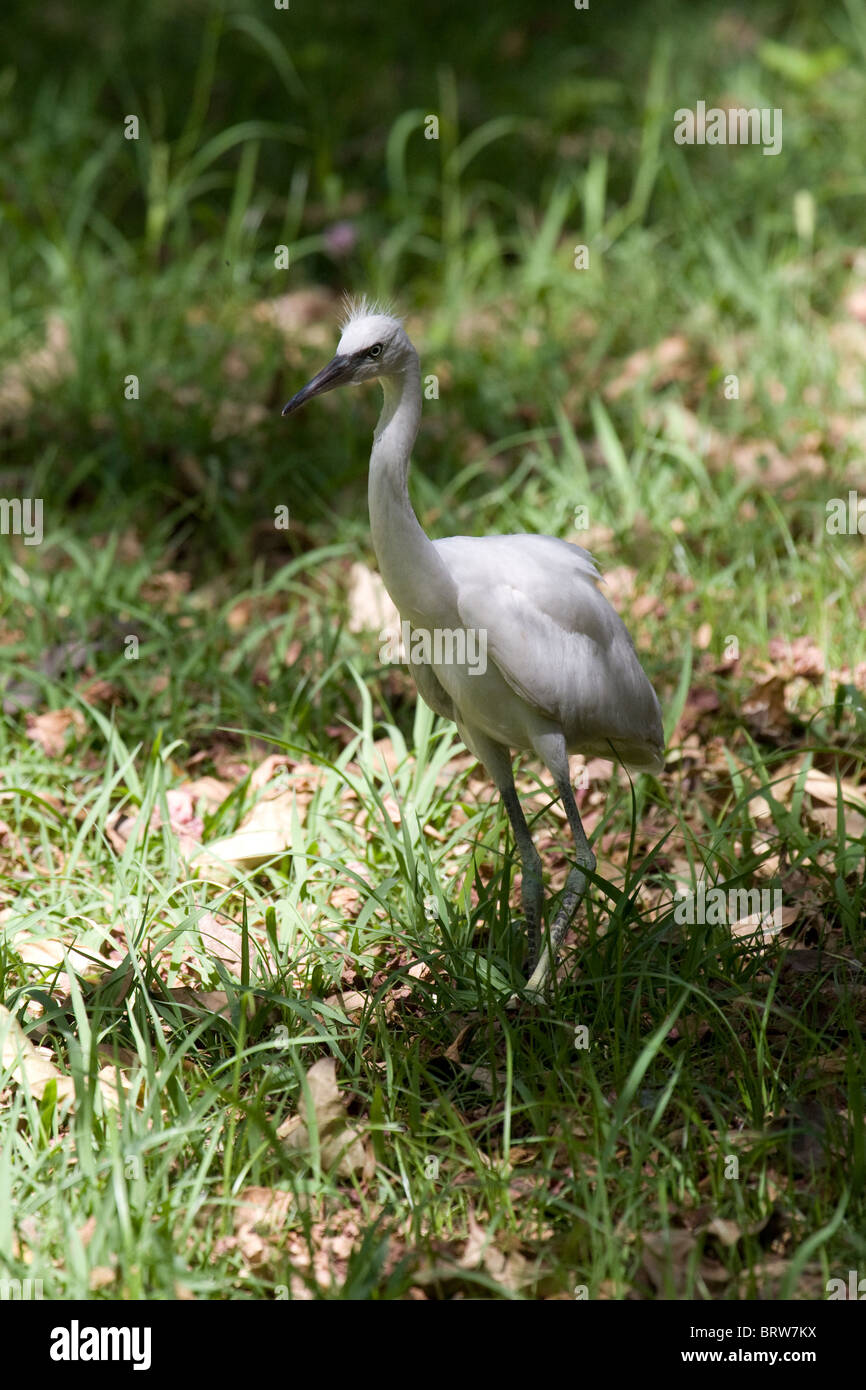 Egret Baby Egret Bird Water Bird White Animals In The Wild Aviary ...