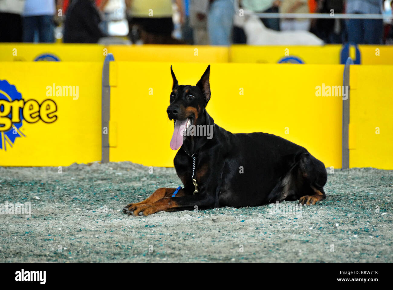 Xmatkuil, Yucatan, Mexico - November 12. A Doberman Dog during a show Stock Photo