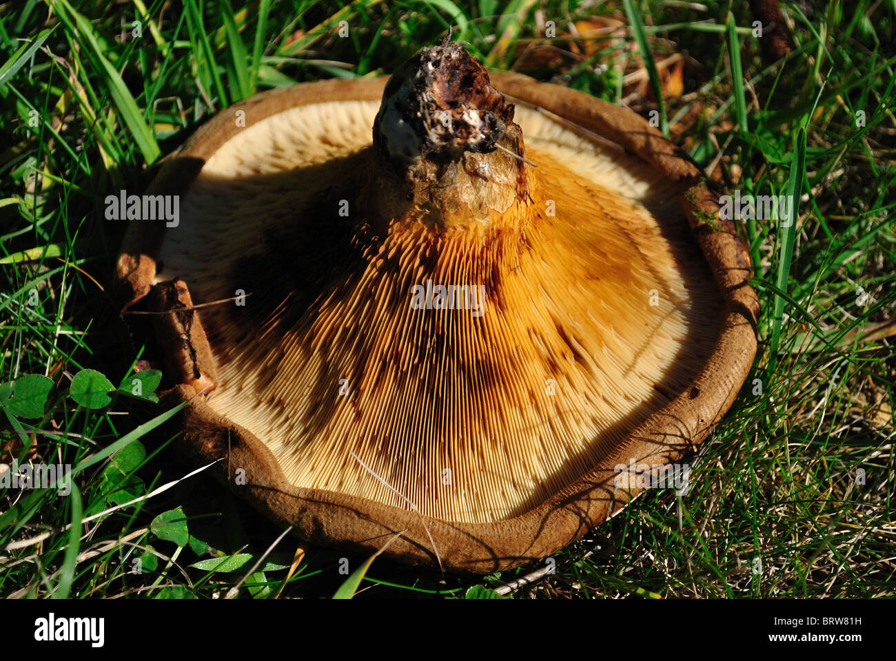 An upturned mushroom showing the gills from which the spores are