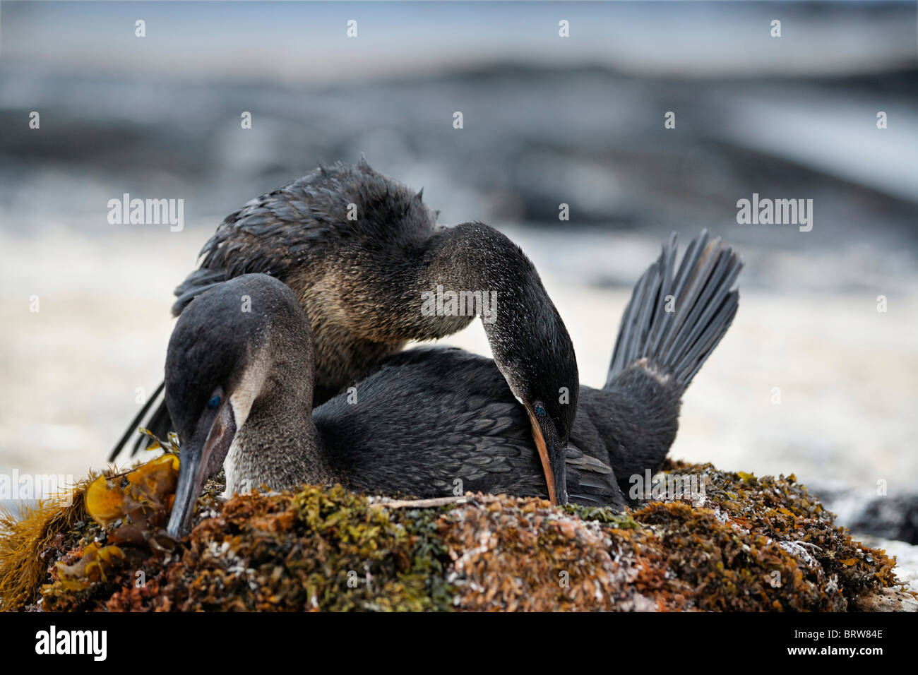 Flightless cormorant (Phalacrocorax harrisi), couple, breeding, nest, Fernandina, Punta Espinosa, island, Galapagos archipelago Stock Photo