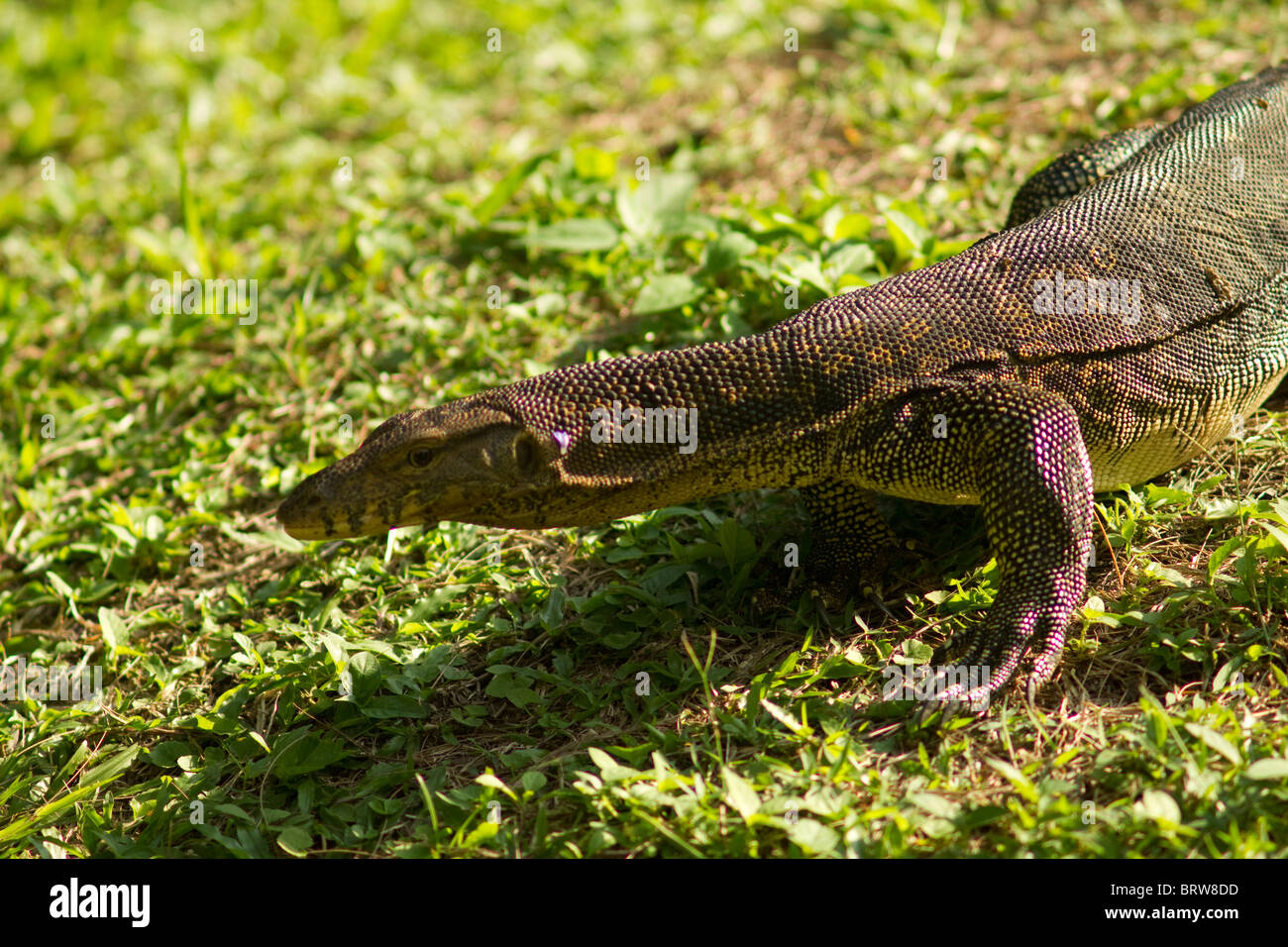 monitor lizard at taman gelora, pahang, malaysia Stock Photo Alamy