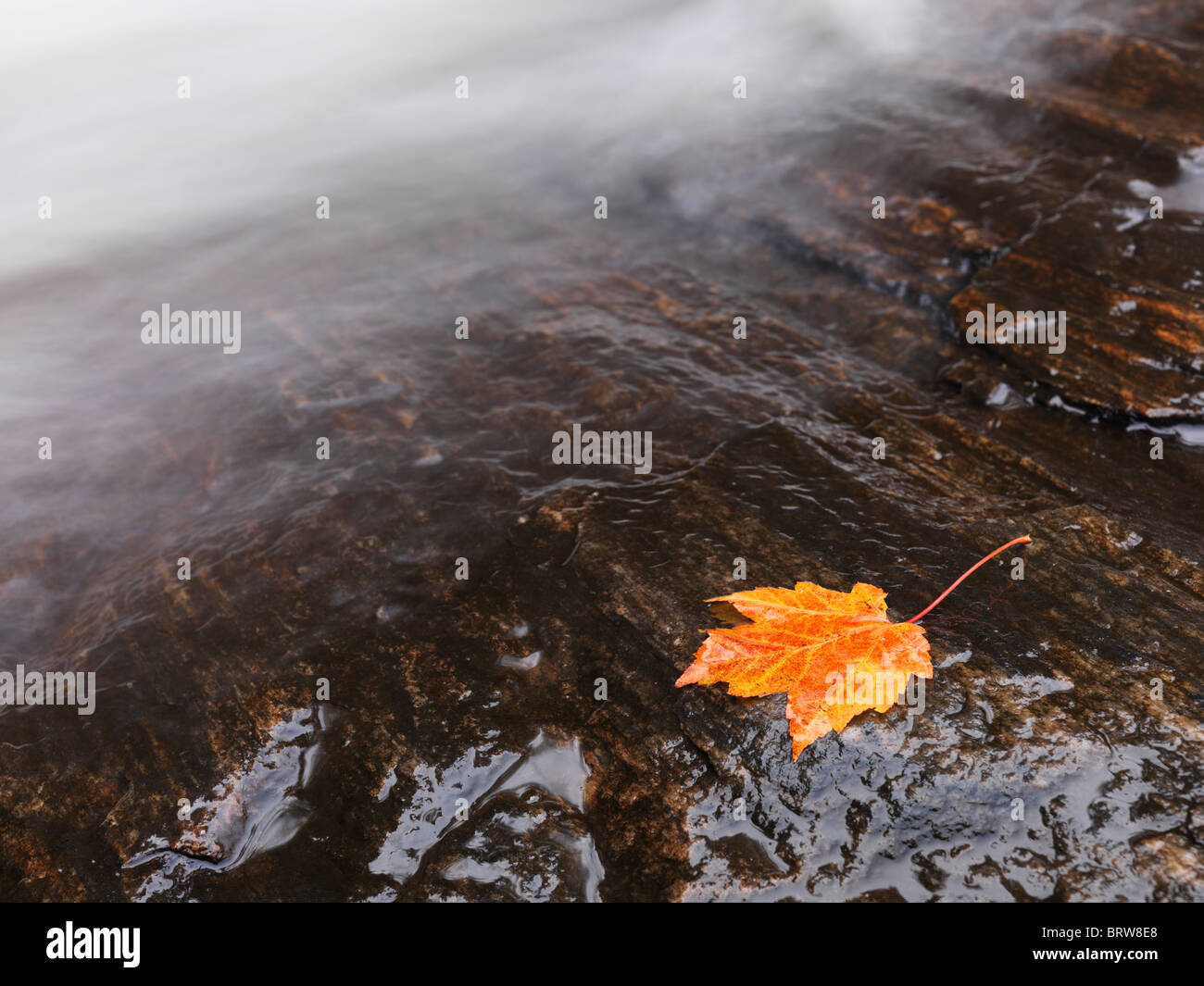 Red maple leaf lying on a rock close to a waterfall stream. Ontario, Canada. Stock Photo