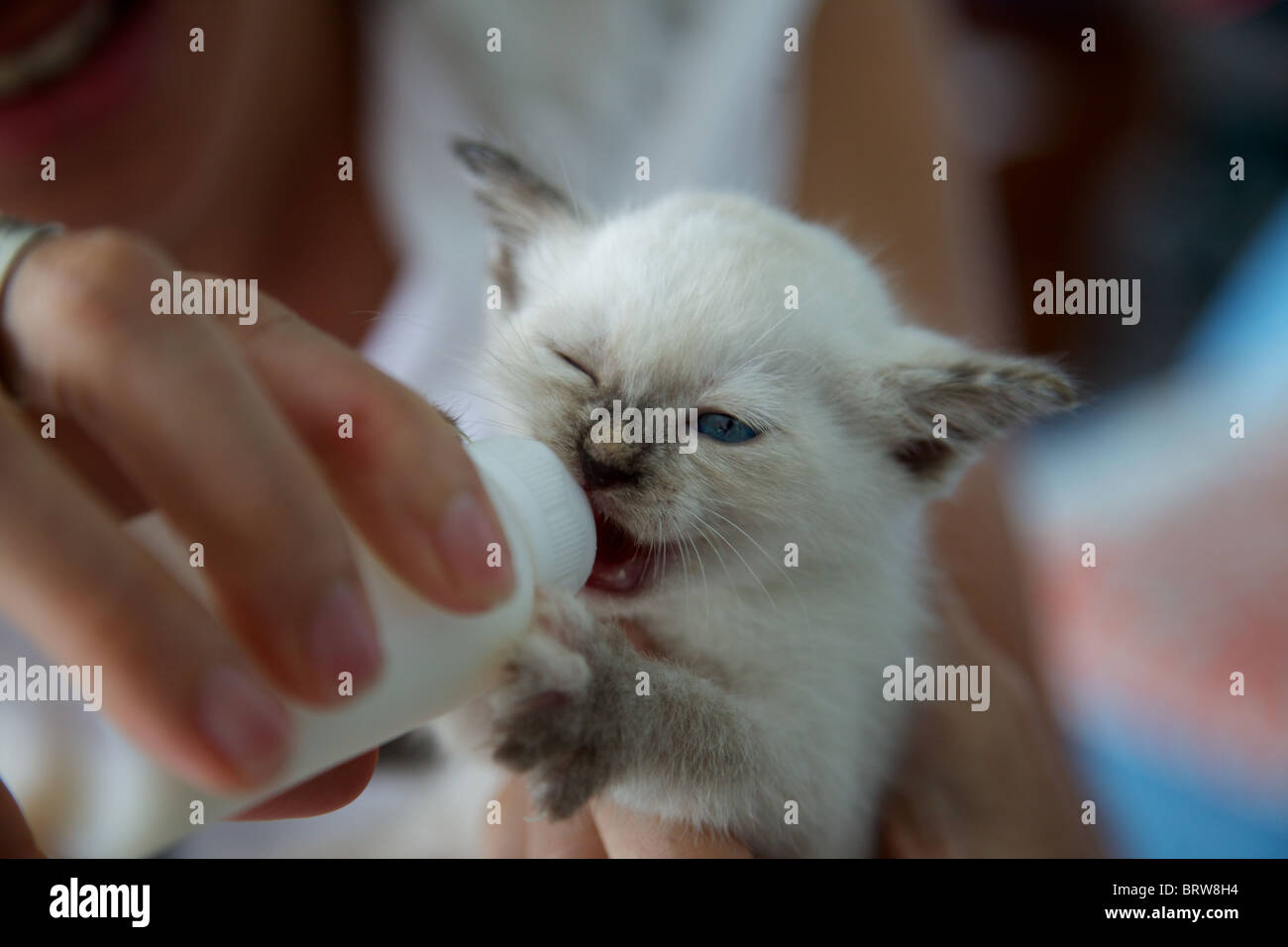A very young blue eyed kitten abandoned by her mother being bottle fed. Stock Photo