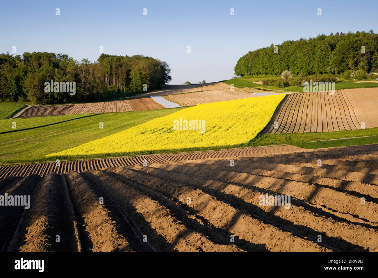Fields of Rapeseed, Potatoes and vegetables, Buechlen, Fribourg, Switzerland, Europe Stock Photo