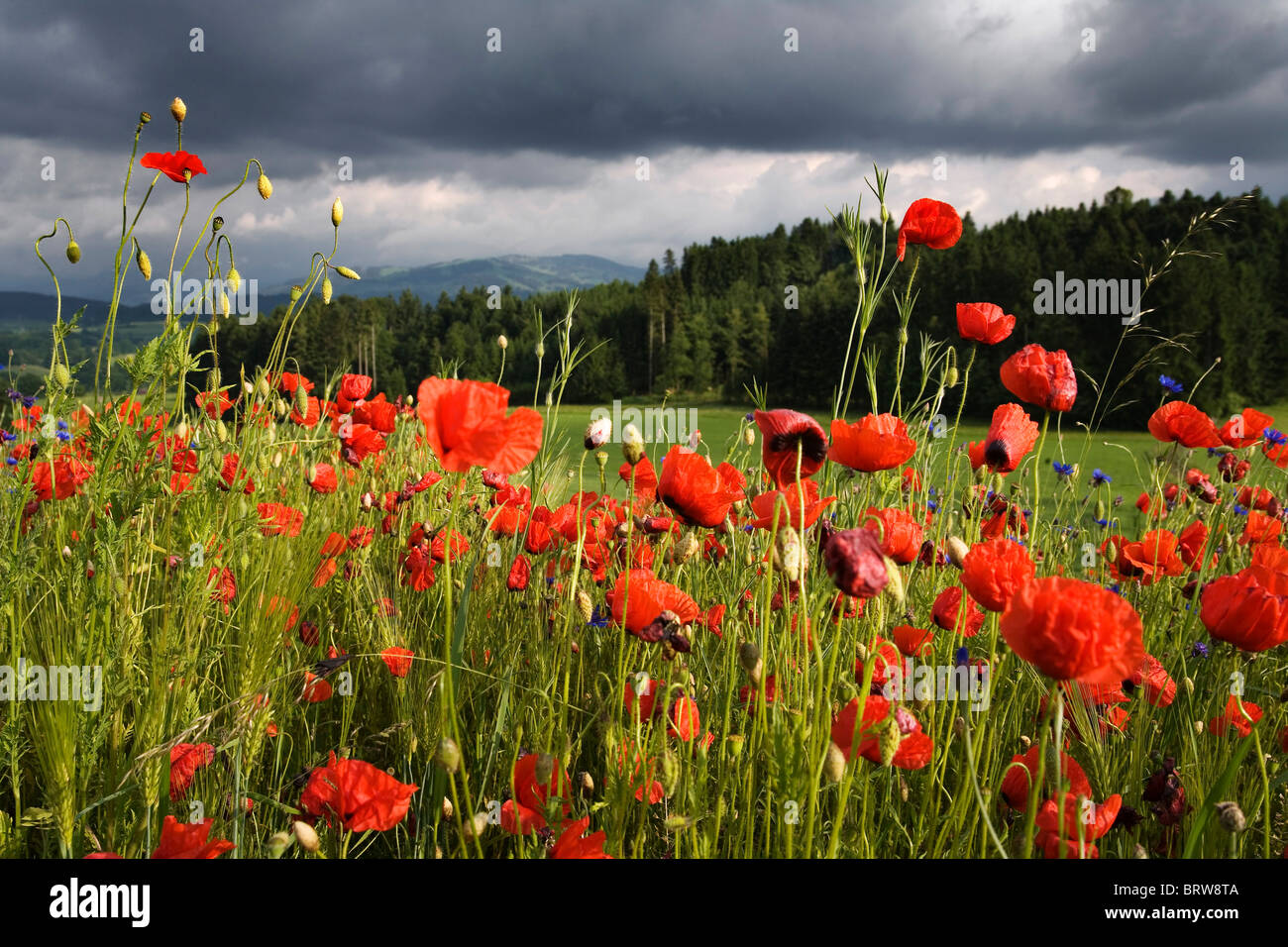 Corn Poppy, Field Poppy, Flanders Poppy or Red Poppy (Papaver rhoeas), Fribourg, Switzerland, Europe Stock Photo