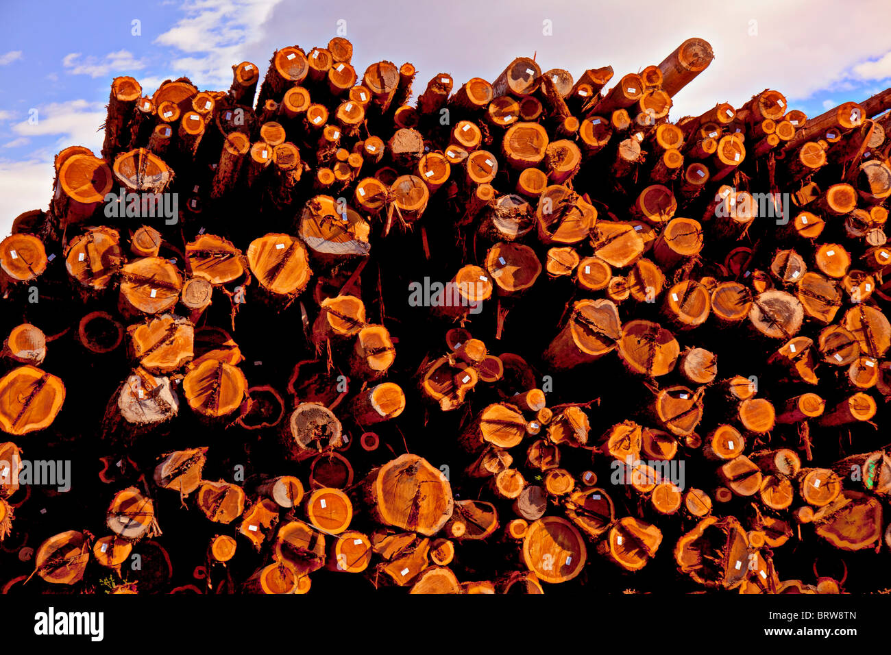Redwood logs stacked at lumberyard, California Stock Photo