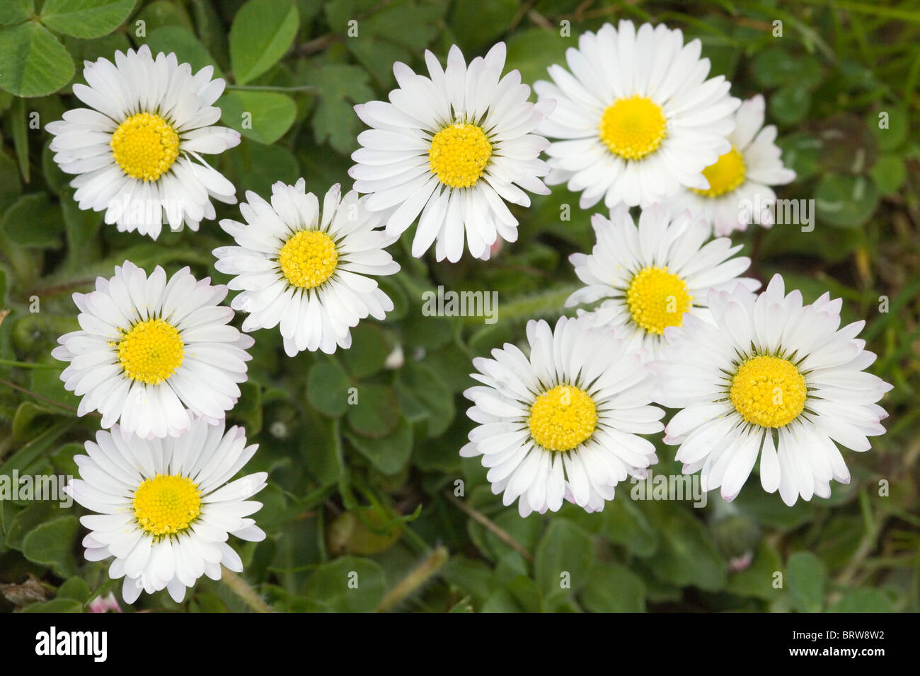 Common Daisy (Bellis perennis Stock Photo Alamy