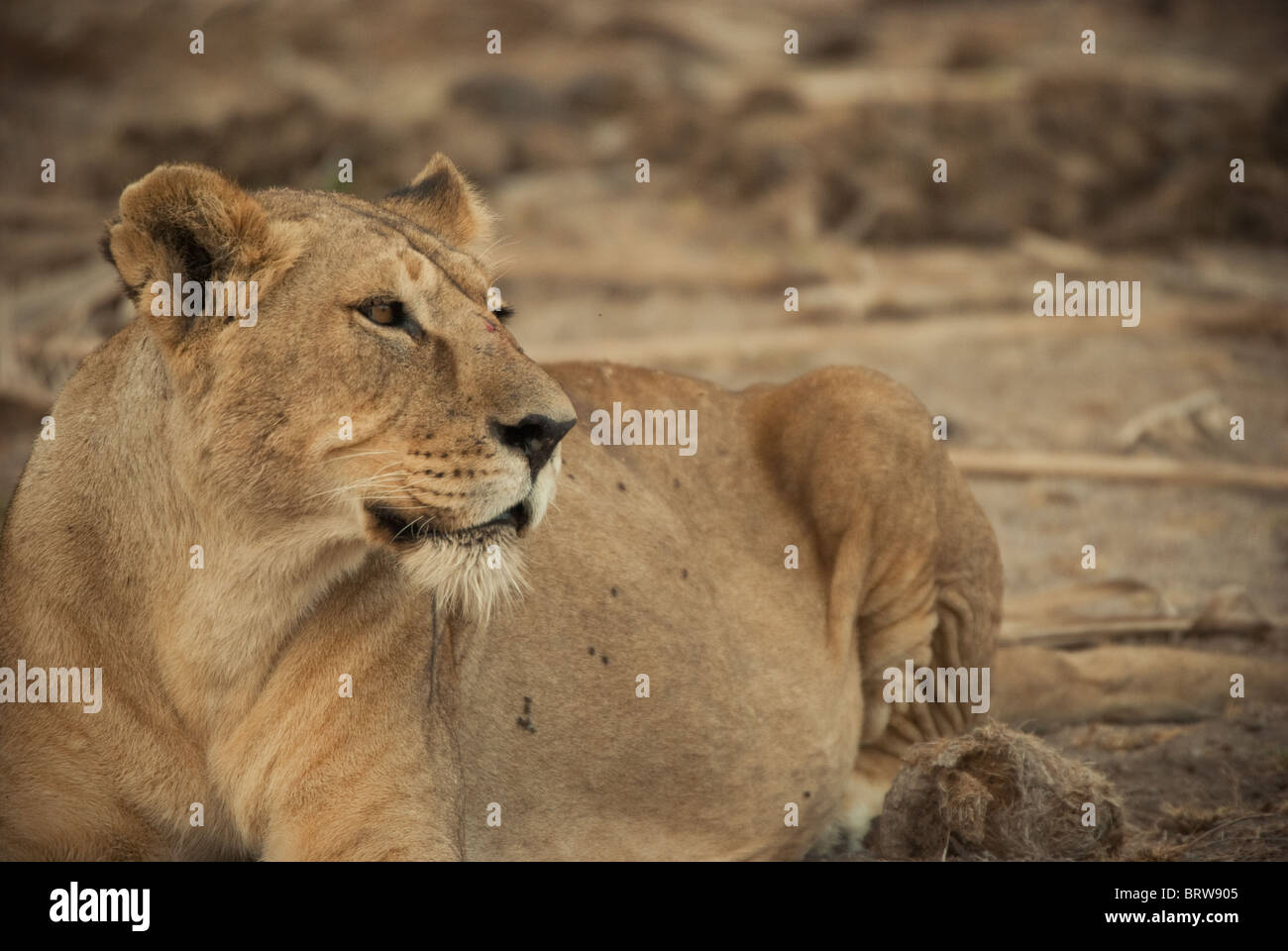 Lioness lying down and looking into the distance Stock Photo