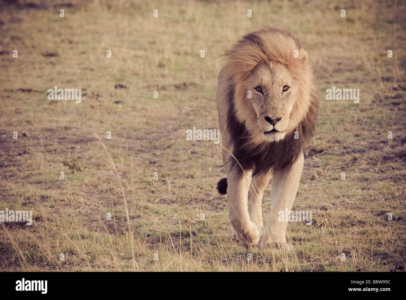 Lion walking towards'you' during sunrise in Masai Mara - eye contact Stock Photo