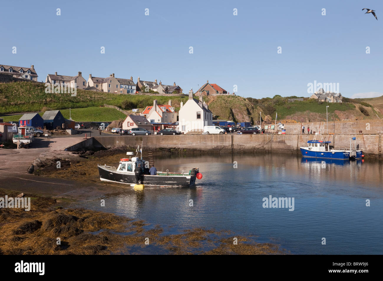 St Abbs, Eyemouth, Berwickshire, Scottish Borders, Scotland, UK. Fishing village harbour on east