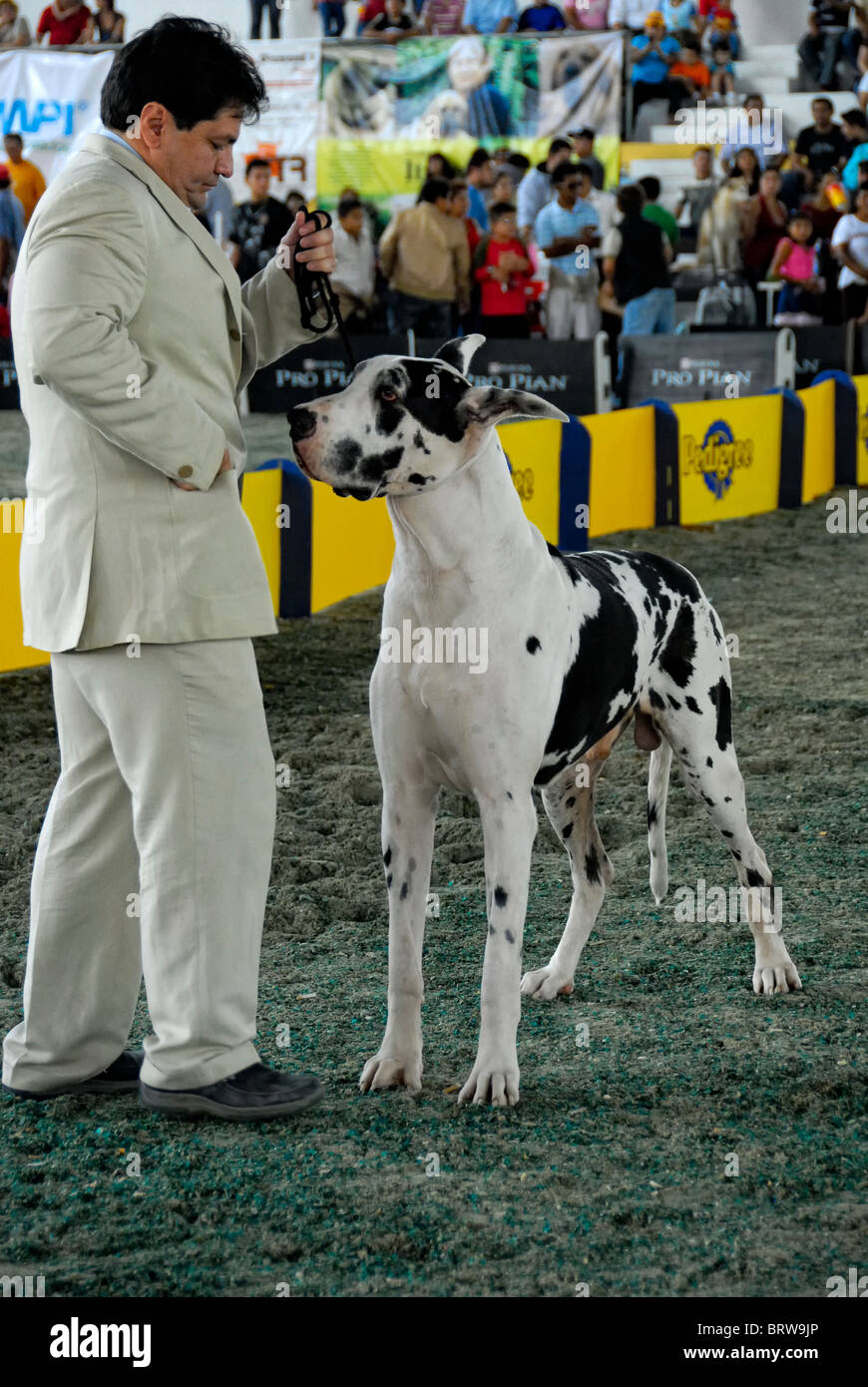 Xmatkuil, Yucatan, Mexico - November 12: A Great Dane Dog during a show Stock Photo