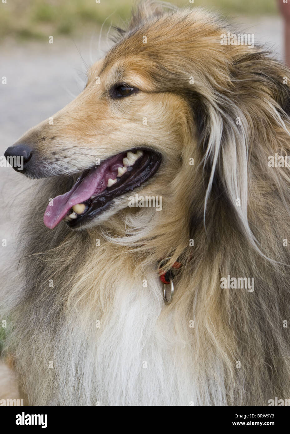 Longhair Border Collie Breed Stock Photo 31904071 Alamy