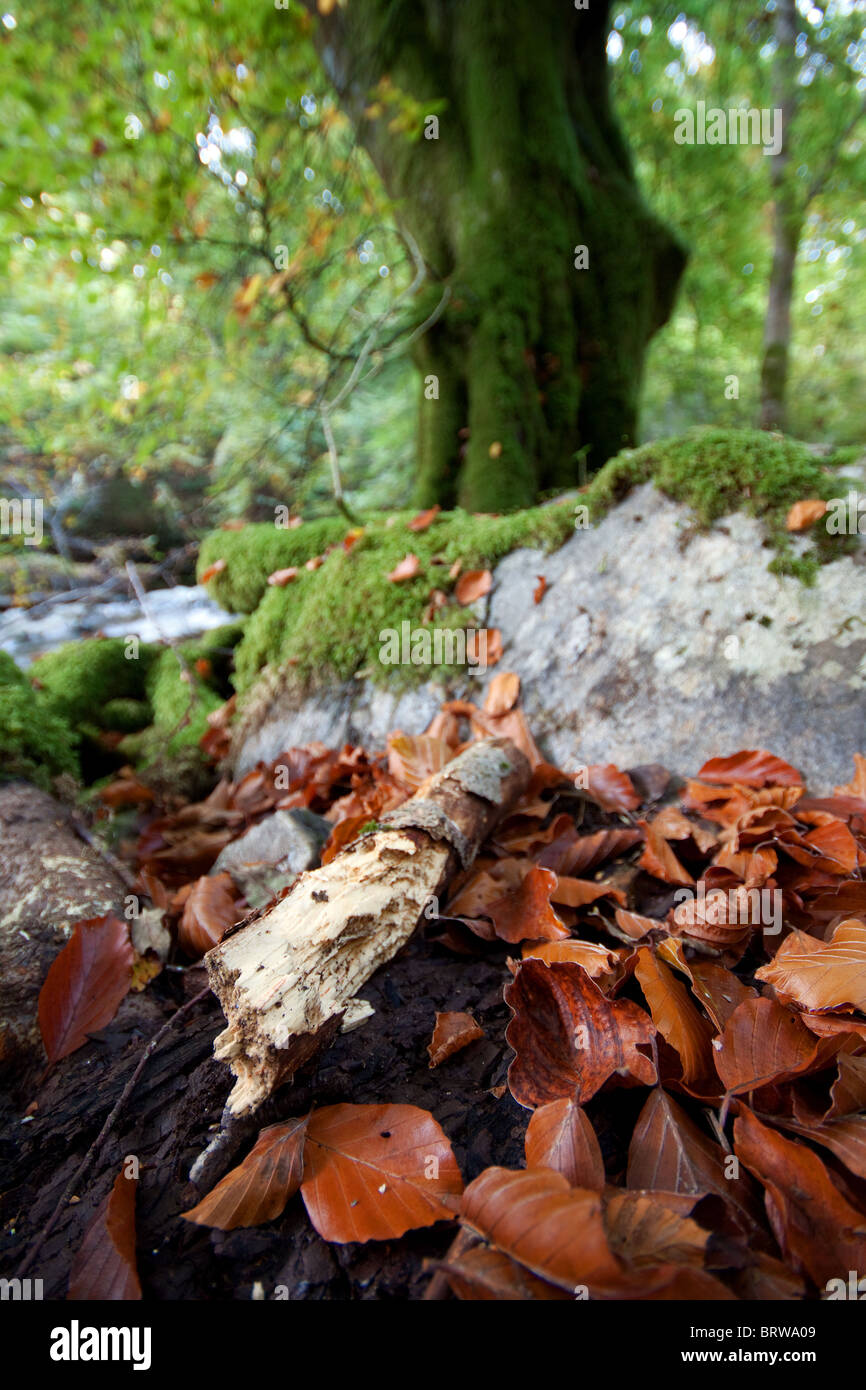 Autumn woodland Stock Photo