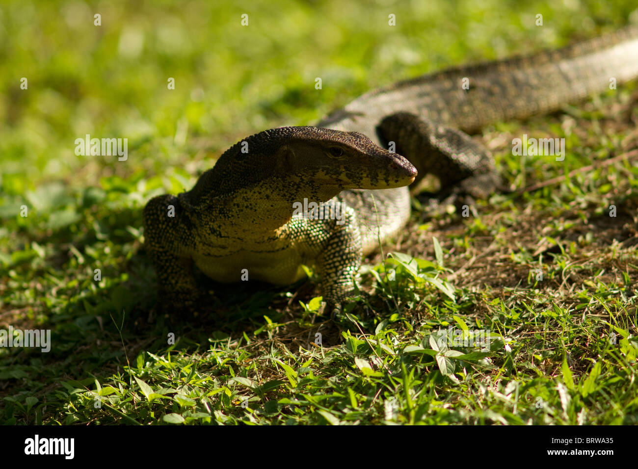 monitor lizard at taman gelora, pahang, malaysia Stock Photo Alamy