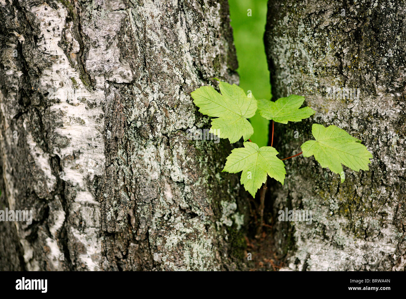 Maple growing in the forking of a Birch Stock Photo