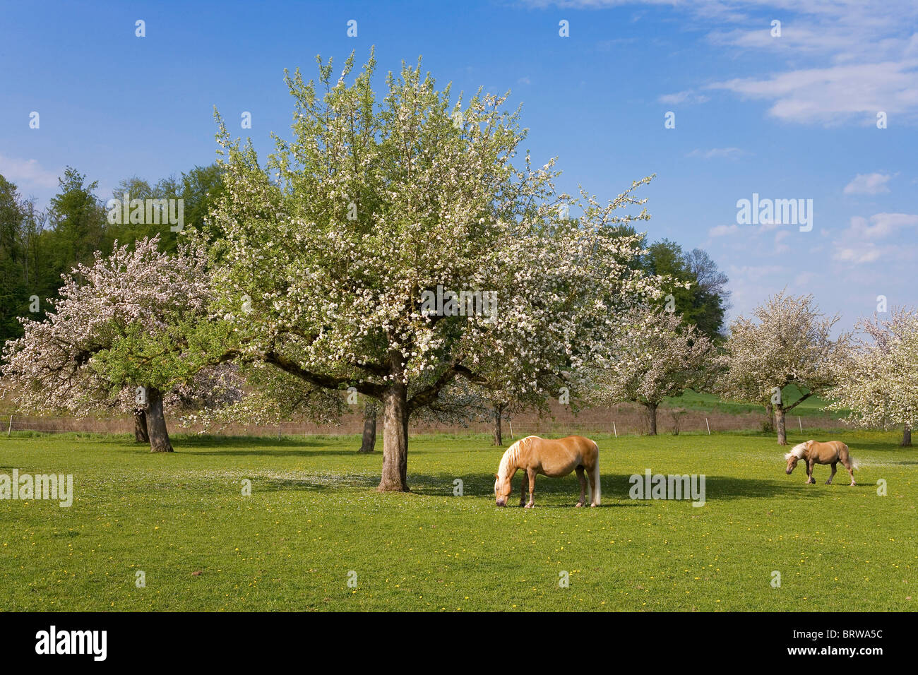 Haflinger horse on a meadow, Canton of Fribourg, Switzerland, Europe Stock Photo