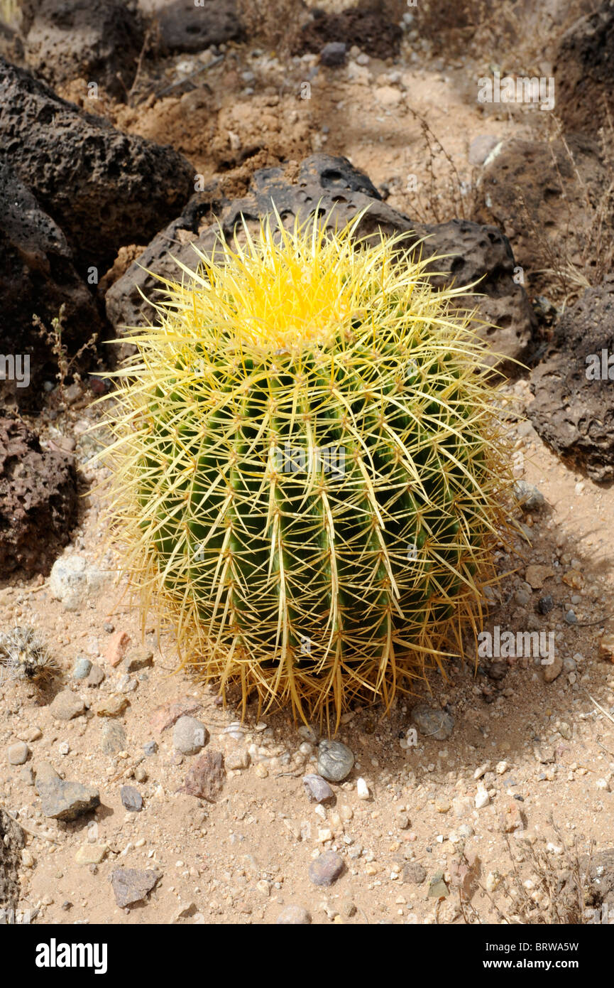 Small Yellow Cactus Plants in Courtyard at Mission San Xavier del Bac