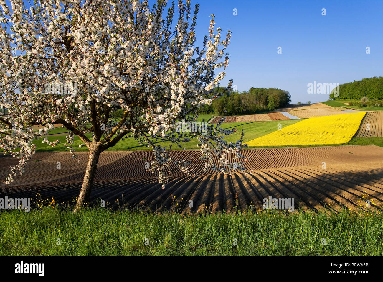Blossoming apple tree, fields of Rapeseed, Potatoes and vegetables, Buechlen, Fribourg, Switzerland, Europe Stock Photo