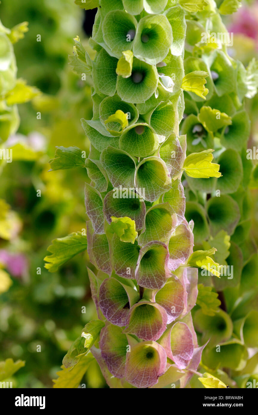 Moluccella laevis BellsofIreland Bells of Ireland summer flowering