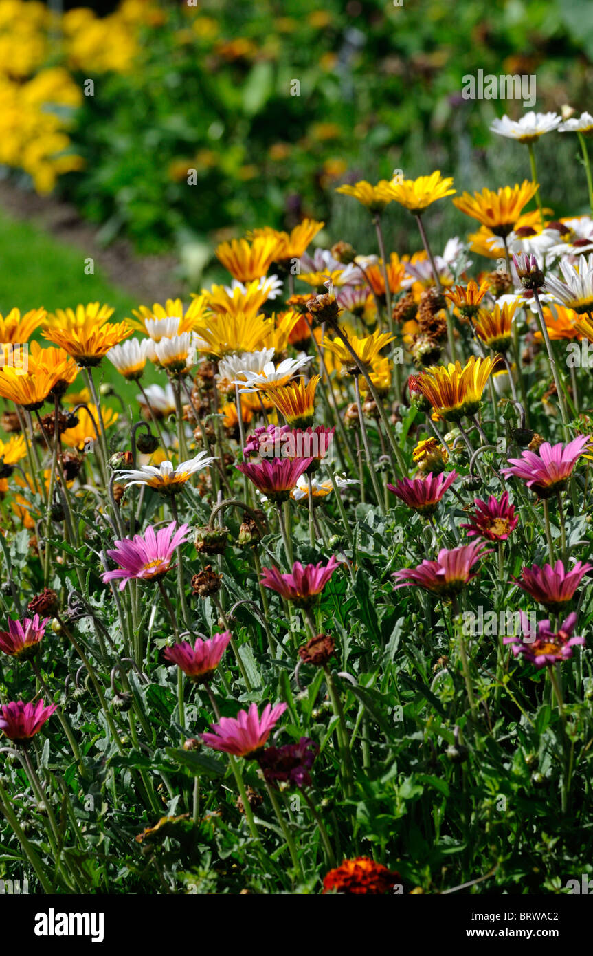 herbaceous perennial garden border mixed plants flowers blooms blossoms colourful colorful color