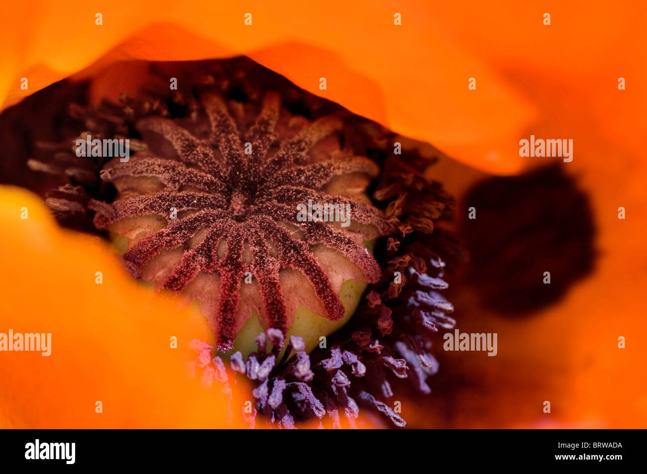 Pistil poppy papaver detail flower hi-res stock photography and images ...