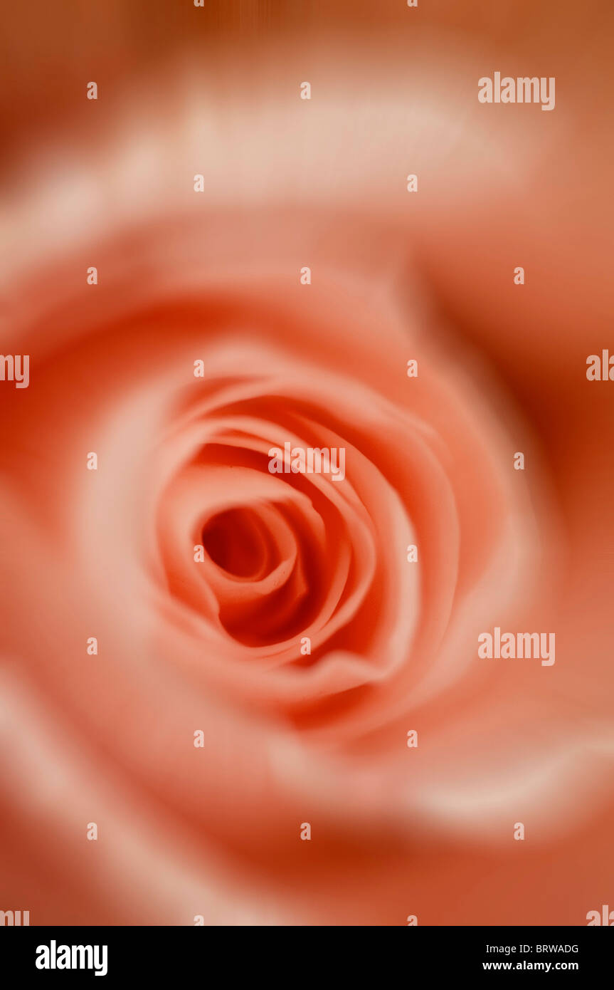 Pink rose detail hi-res stock photography and images - Alamy