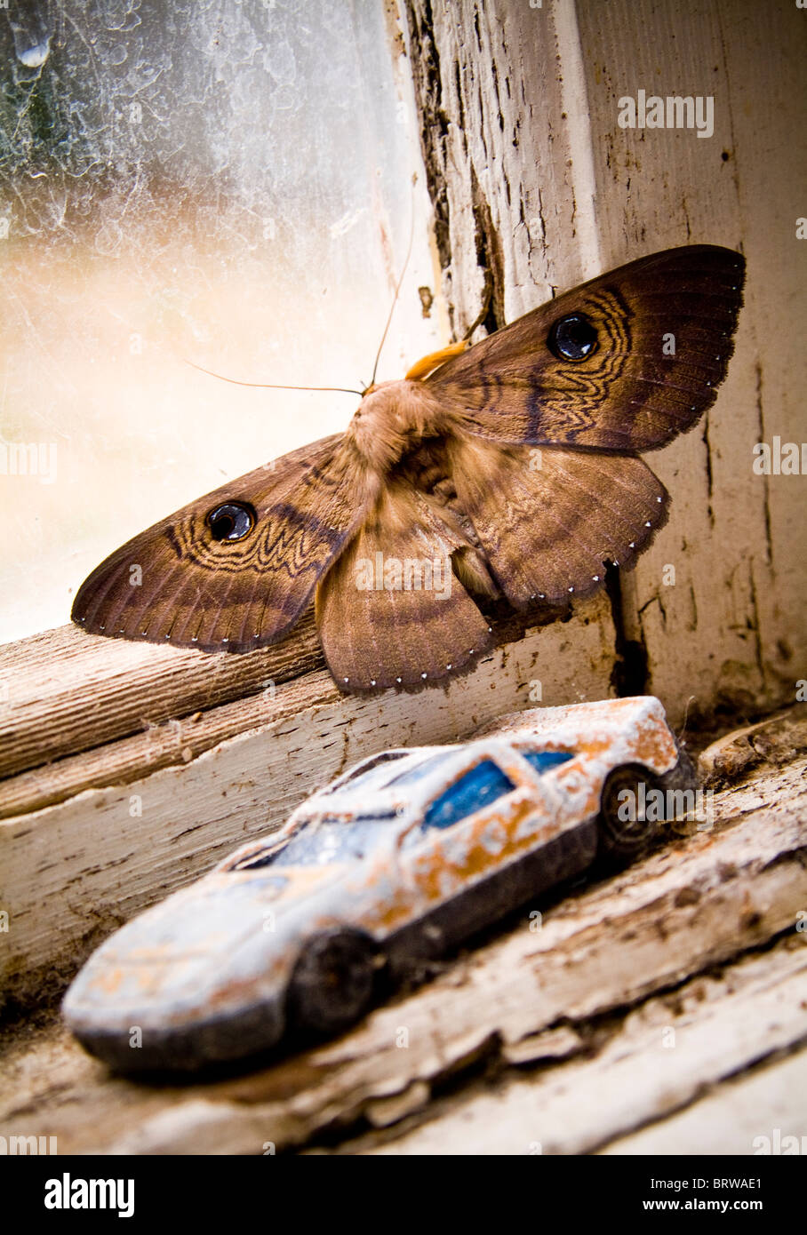 Australian moth shows off its defense mechanism 'eyes' on the back of