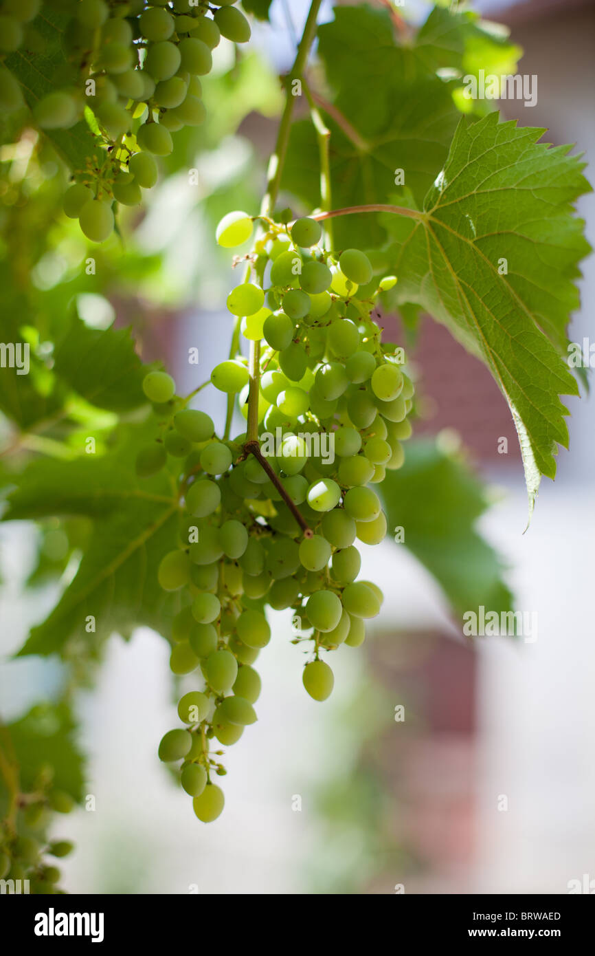 Asti wine hi-res stock photography and images - Alamy