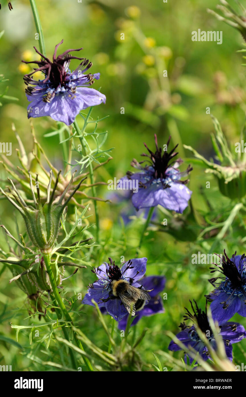 Nigella hispanica papillosa Love-in-a-mist fennel flower blue bloom blossom hardy annual bedding plant Stock Photo