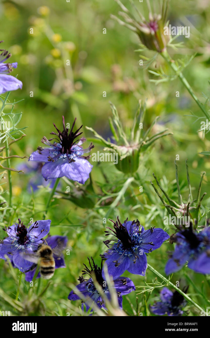 Nigella hispanica papillosa Love-in-a-mist fennel flower blue bloom blossom hardy annual bedding plant Stock Photo