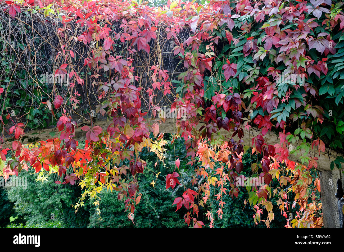 Parthenocissus quinquefolia red coloured Virginia creeper on a wall autumn autumnal fall color colour Stock Photo