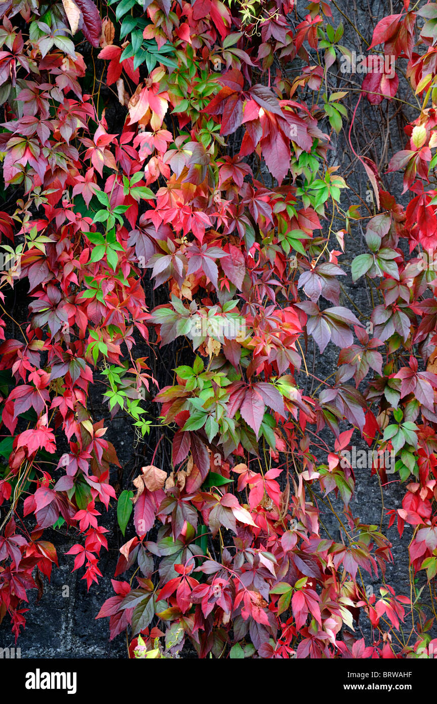 Parthenocissus quinquefolia red coloured Virginia creeper on a wall autumn autumnal fall color colour Stock Photo